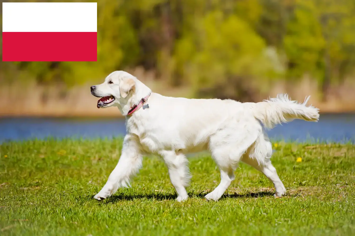 Golden Retriever kiskutyák és tenyésztők Lengyelország Itt megtalálja a Golden Retriever tenyésztőket Lengyelországban.