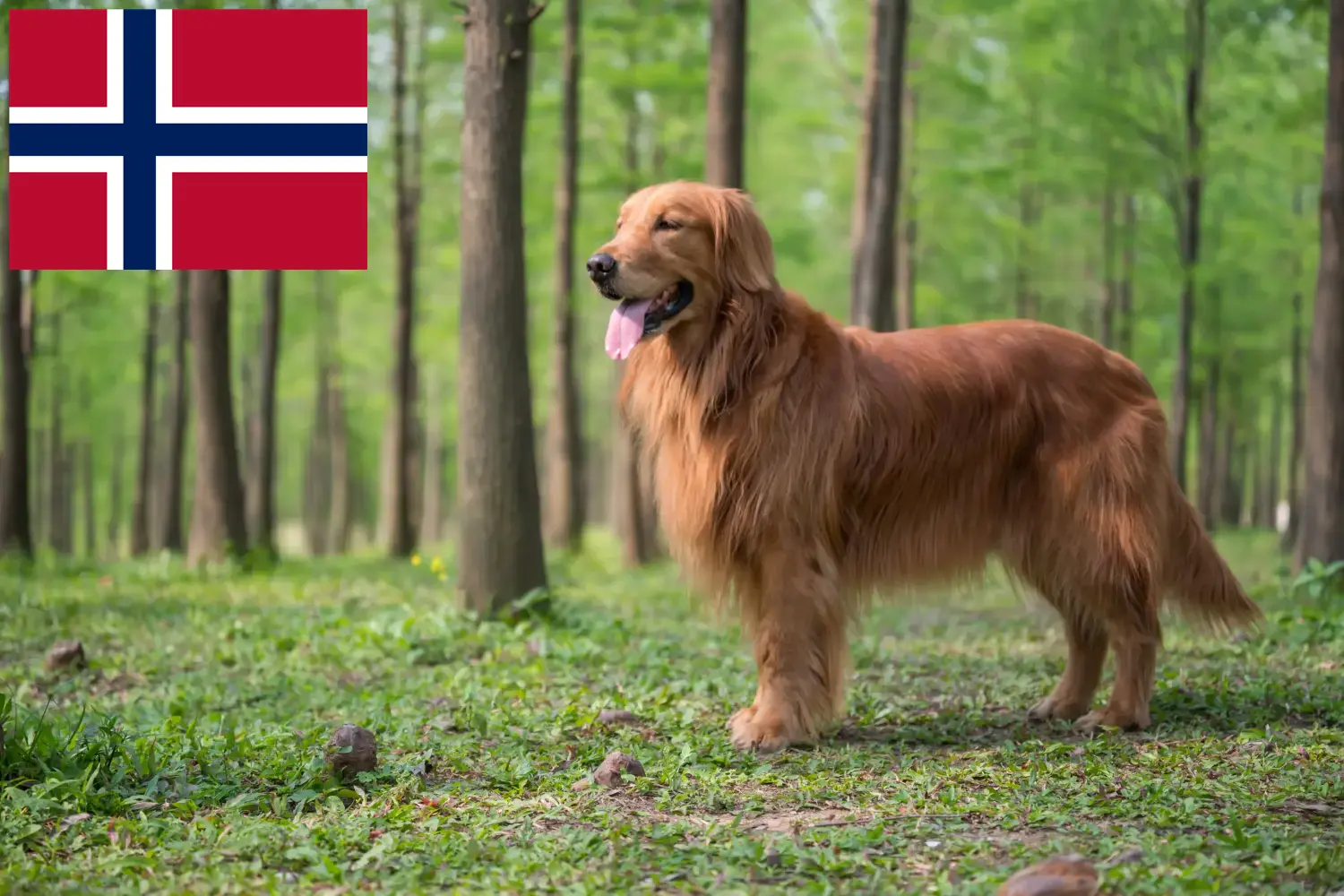 Golden Retriever kiskutyák és tenyésztők Norvégia Itt megtalálja a Golden Retriever tenyésztőket Norvégiában.