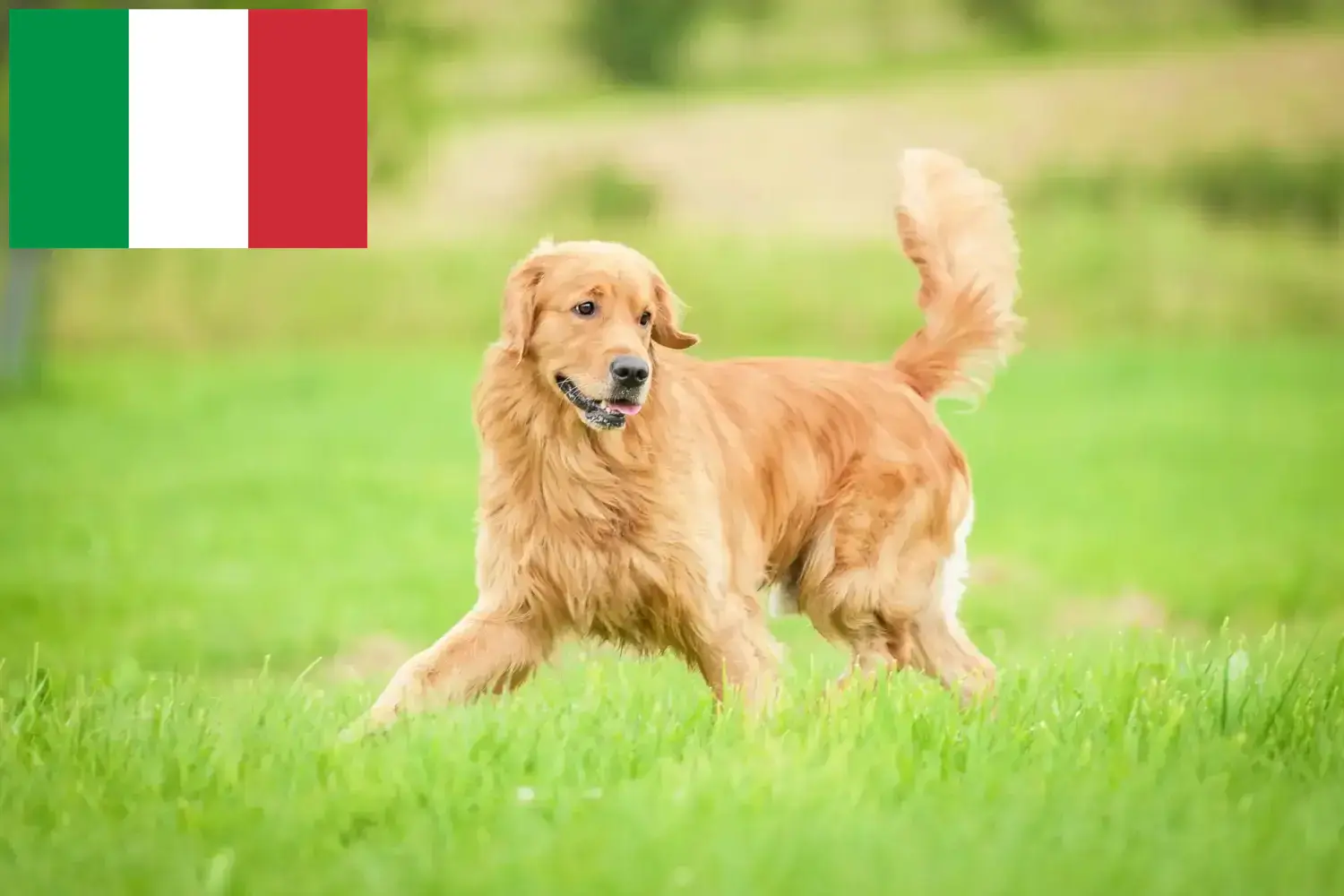 Golden Retriever kölykök és tenyésztők Olaszországban Itt megtalálja a Golden Retriever tenyésztőket Olaszországban.
