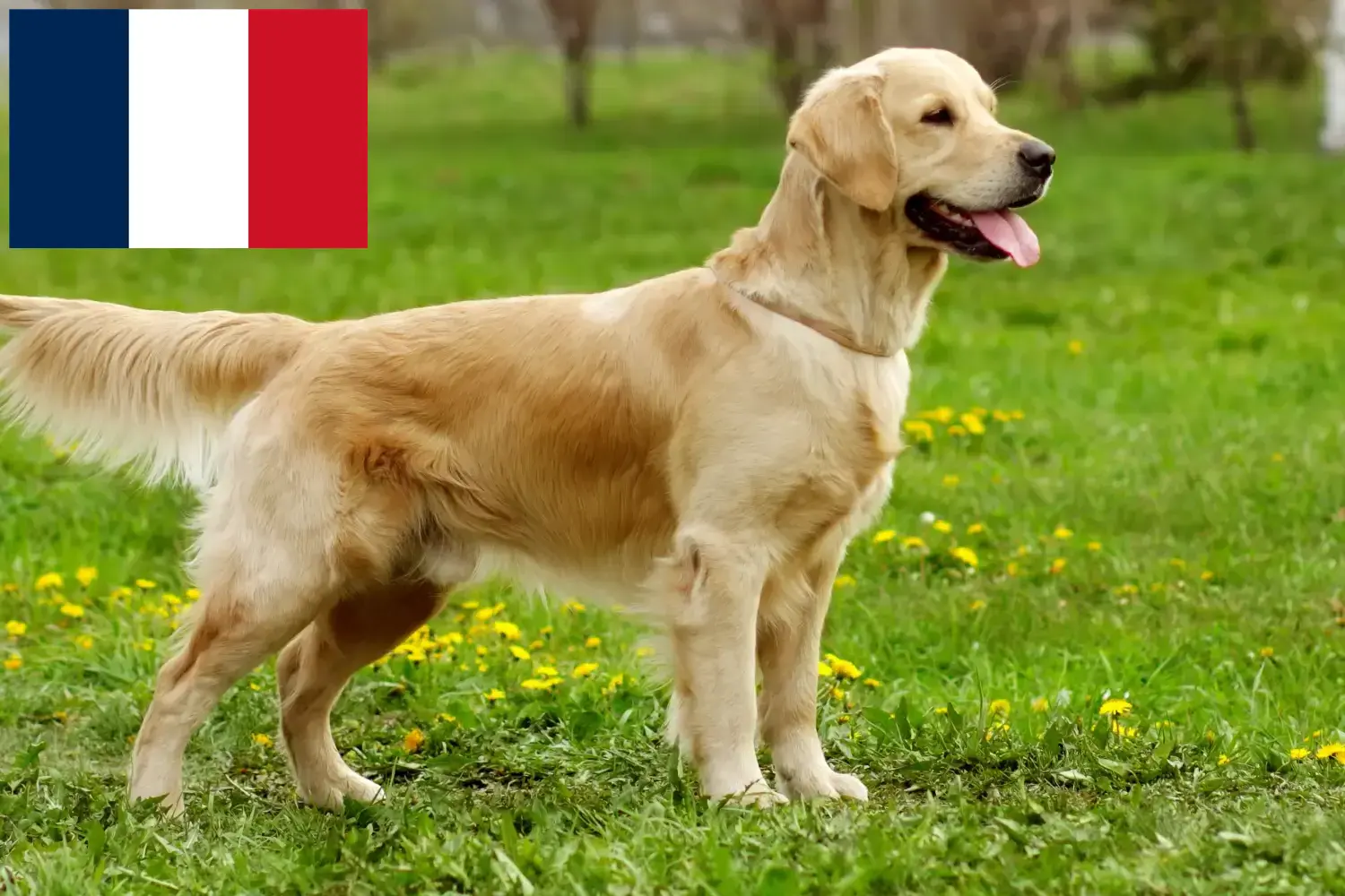 Golden Retriever kiskutyák és tenyésztők Réunion Itt találsz Golden Retriever tenyésztőket Réunionban.