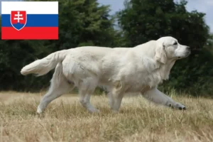 Read more about the article Golden Retriever tenyésztők és kölykök Szlovákiában