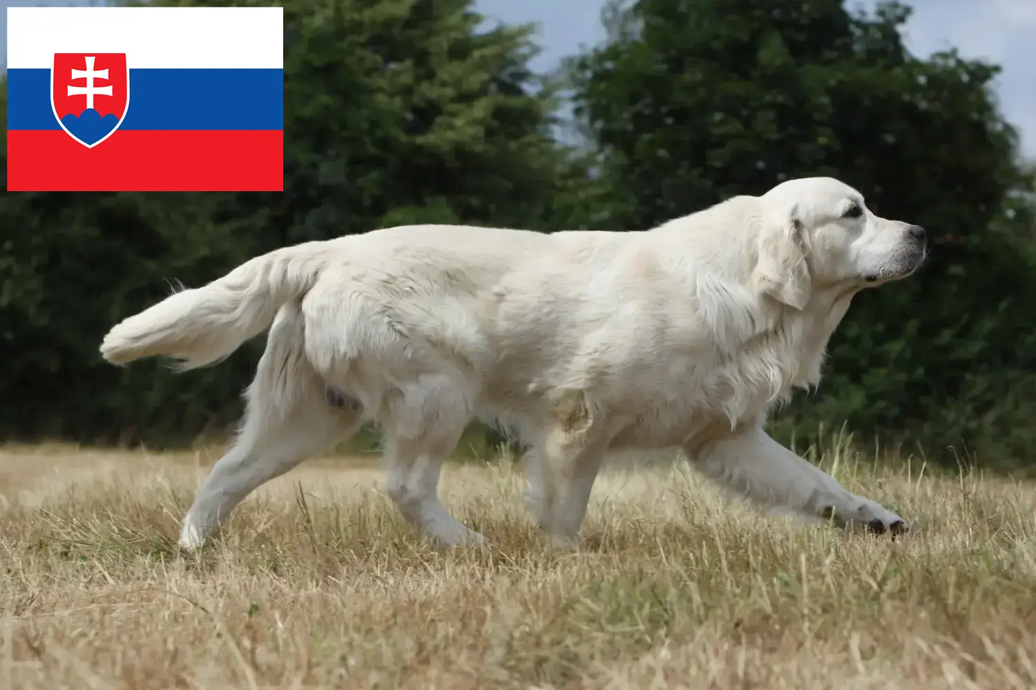 Golden Retriever kiskutyák és tenyésztők Szlovákia Itt megtalálja a Golden Retriever tenyésztőket Szlovákiában.