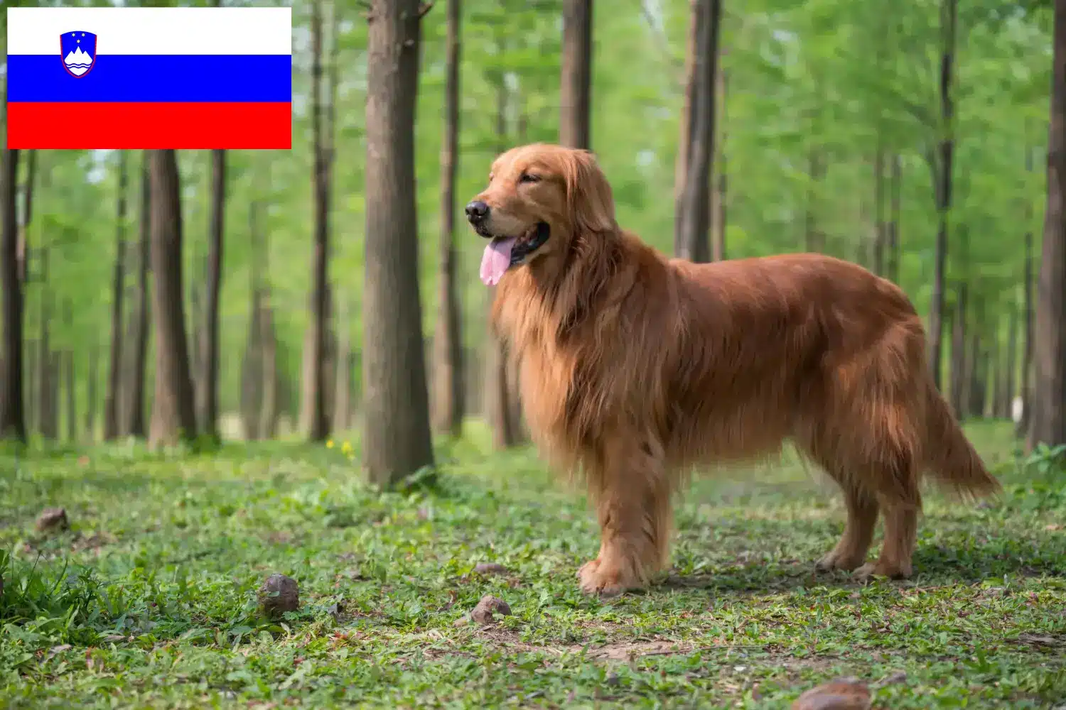 Golden Retriever kiskutyák és tenyésztők Szlovénia Itt találhat Golden Retriever tenyésztőket Szlovéniában.