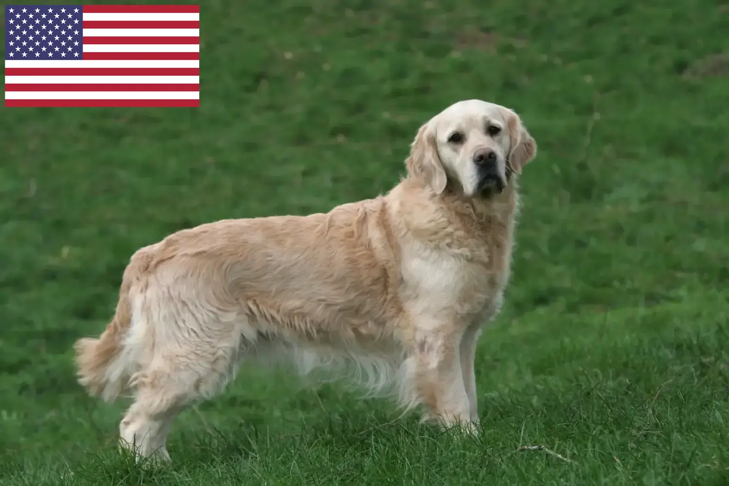 Golden Retriever kiskutyák és tenyésztők USA Itt megtalálja a Golden Retriever tenyésztőket az Egyesült Államokban.