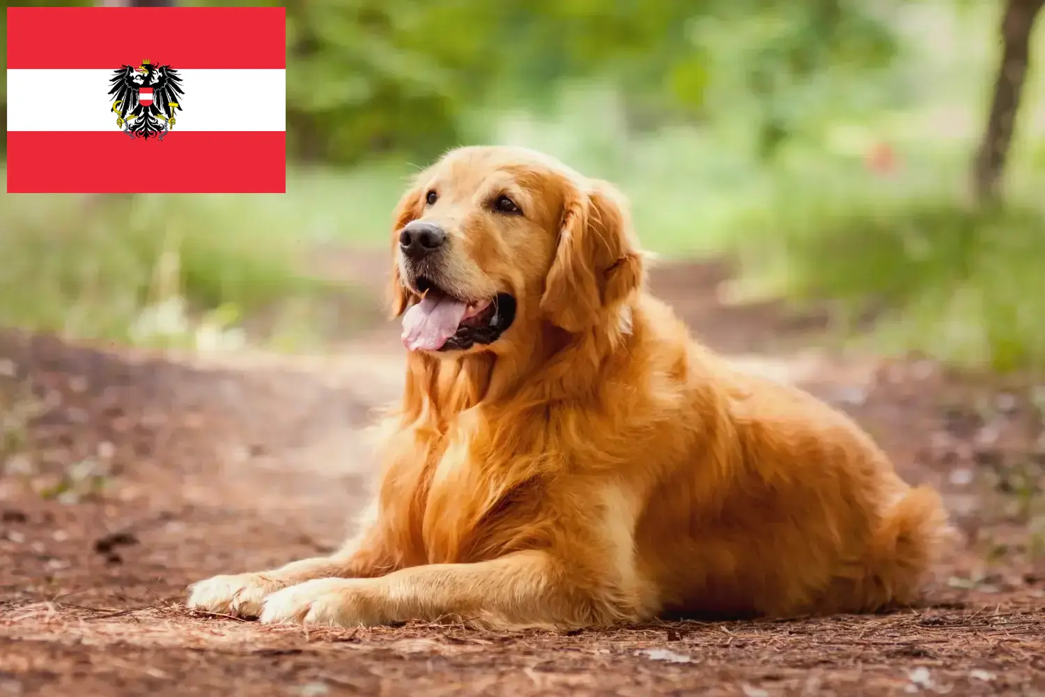 Golden Retriever kölykök és tenyésztők Ausztria Itt Golden Retriever tenyésztőket talál Ausztriában.