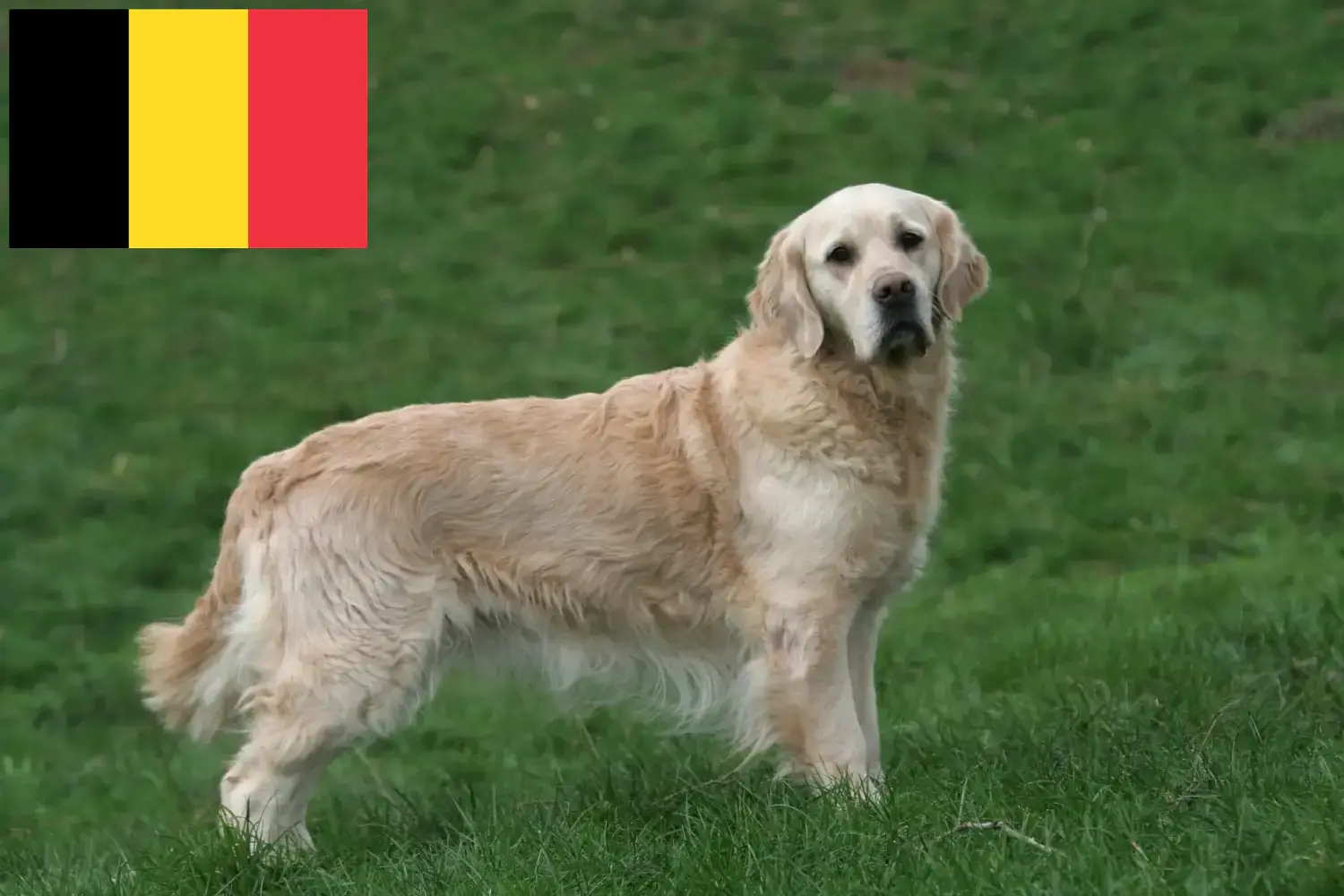 Golden Retriever kölykök és tenyésztők Belgium Itt megtalálja a Golden Retriever tenyésztőket Belgiumban.