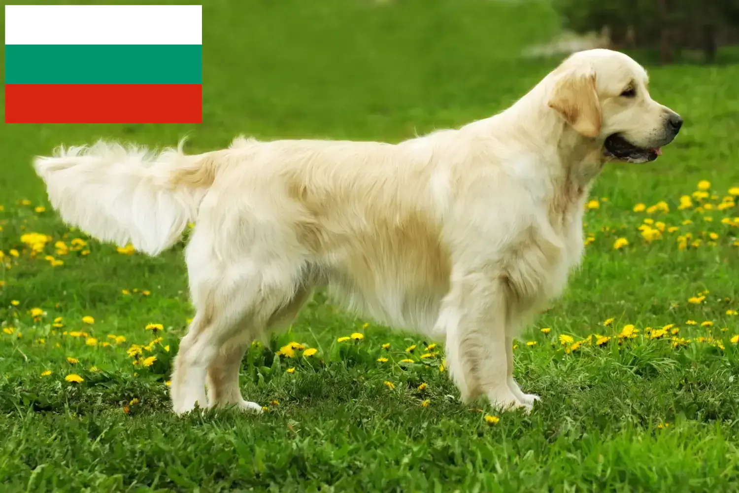 Golden Retriever kiskutyák és tenyésztők Bulgária Itt megtalálja a Golden Retriever tenyésztőket Bulgáriában.
