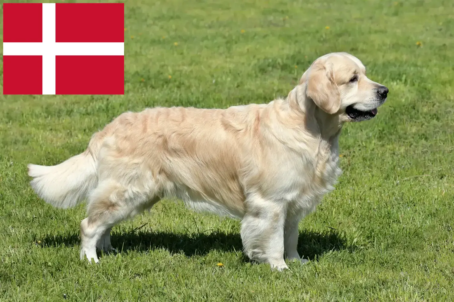 Golden Retriever kiskutyák és tenyésztők Dánia Itt megtalálja a Golden Retriever tenyésztőket Dániában.