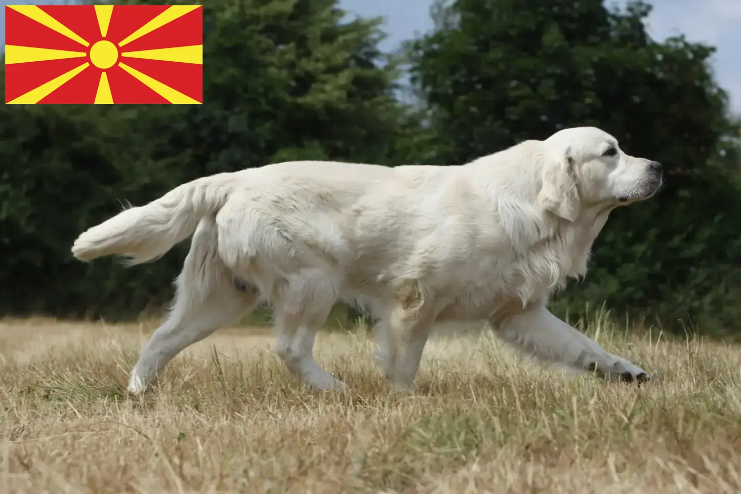 Golden Retriever kiskutyák és tenyésztők Észak-Macedónia Keress Golden Retriever tenyésztőket Észak-Macedónia területén.