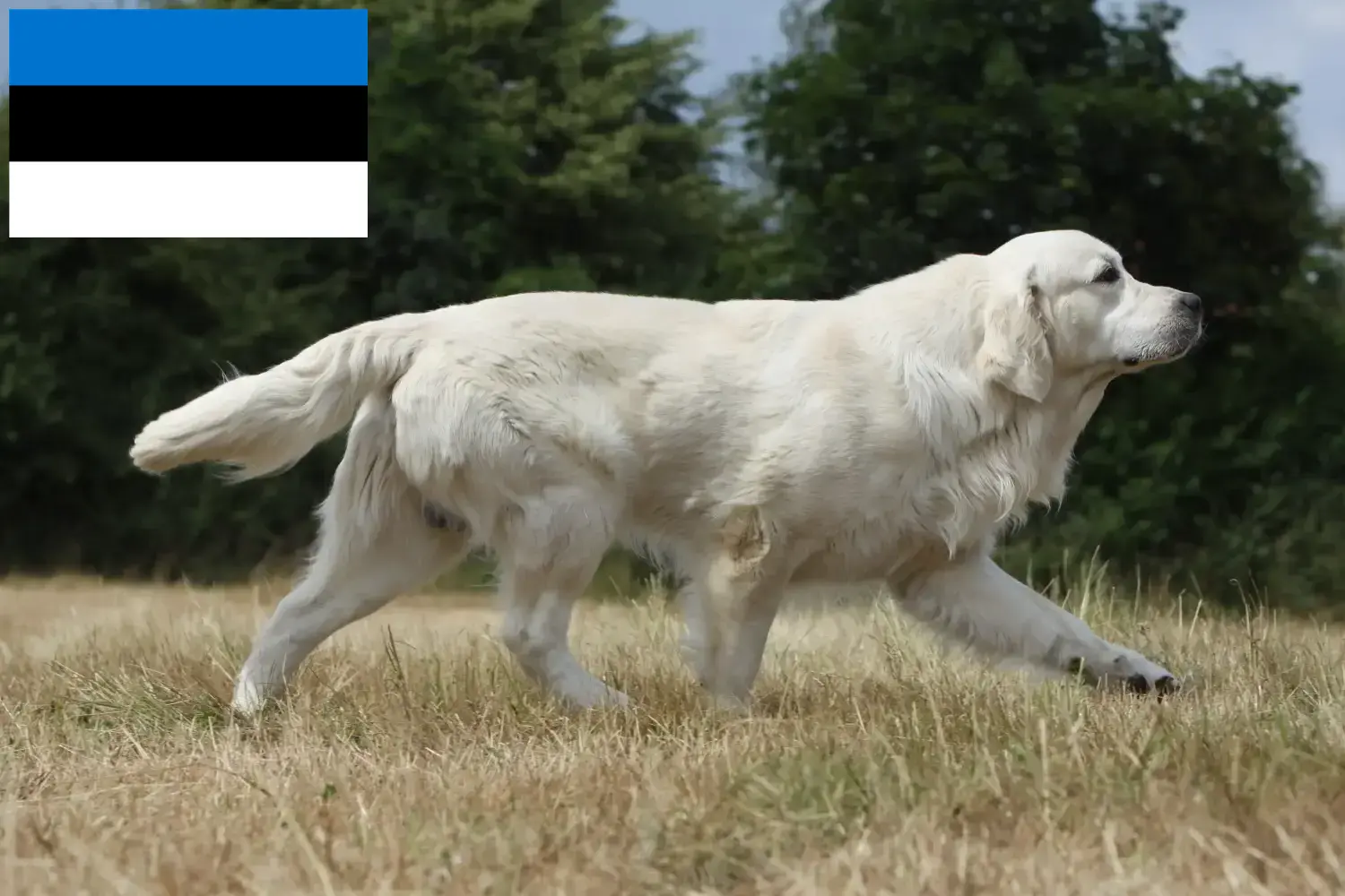 Golden Retriever kiskutyák és tenyésztők Észtországban Itt megtalálja a Golden Retriever tenyésztőket Észtországban.
