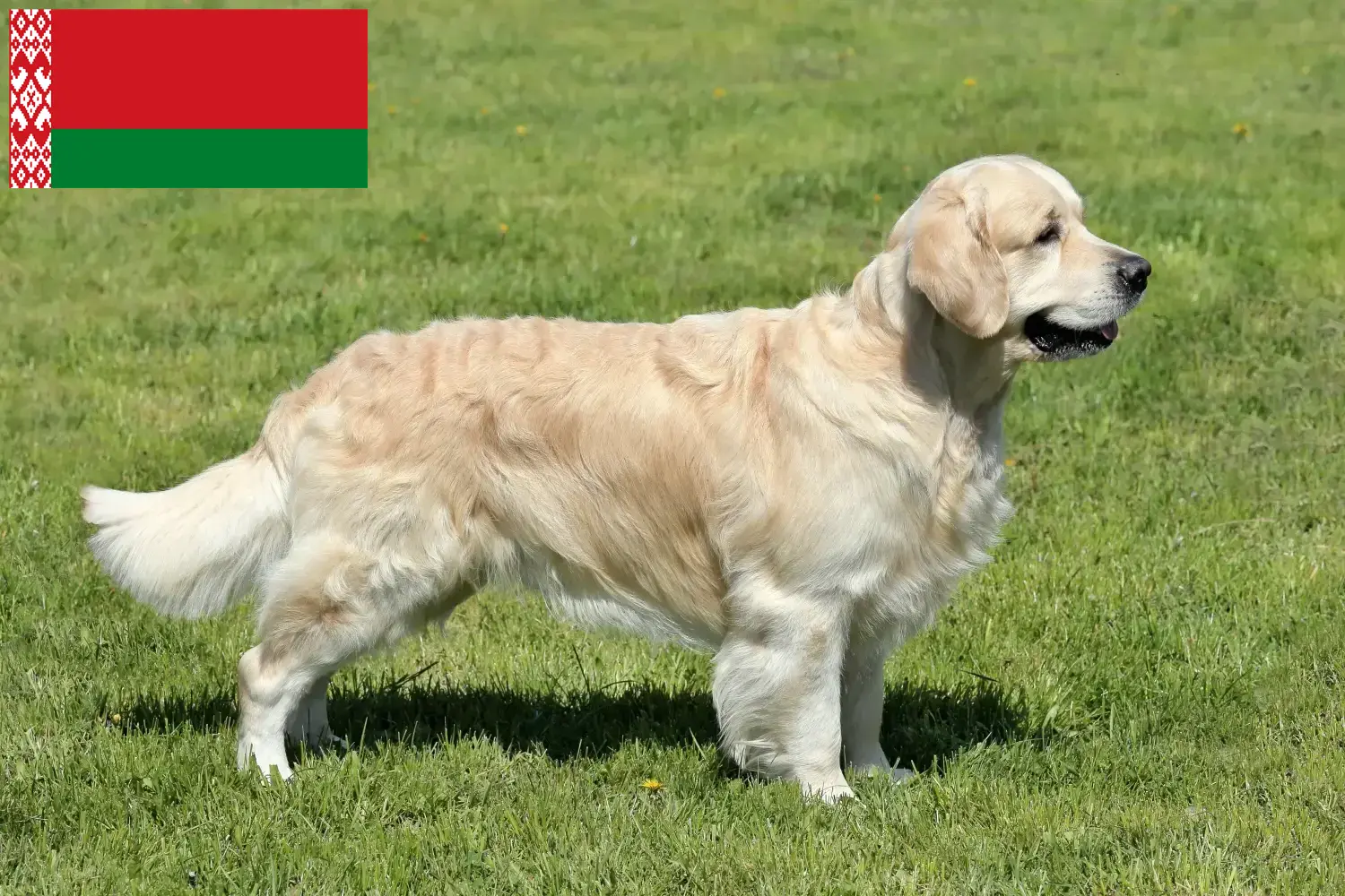 Golden Retriever kiskutyák és tenyésztők Fehéroroszország Itt találhat Golden Retriever tenyésztőket Fehéroroszországban.