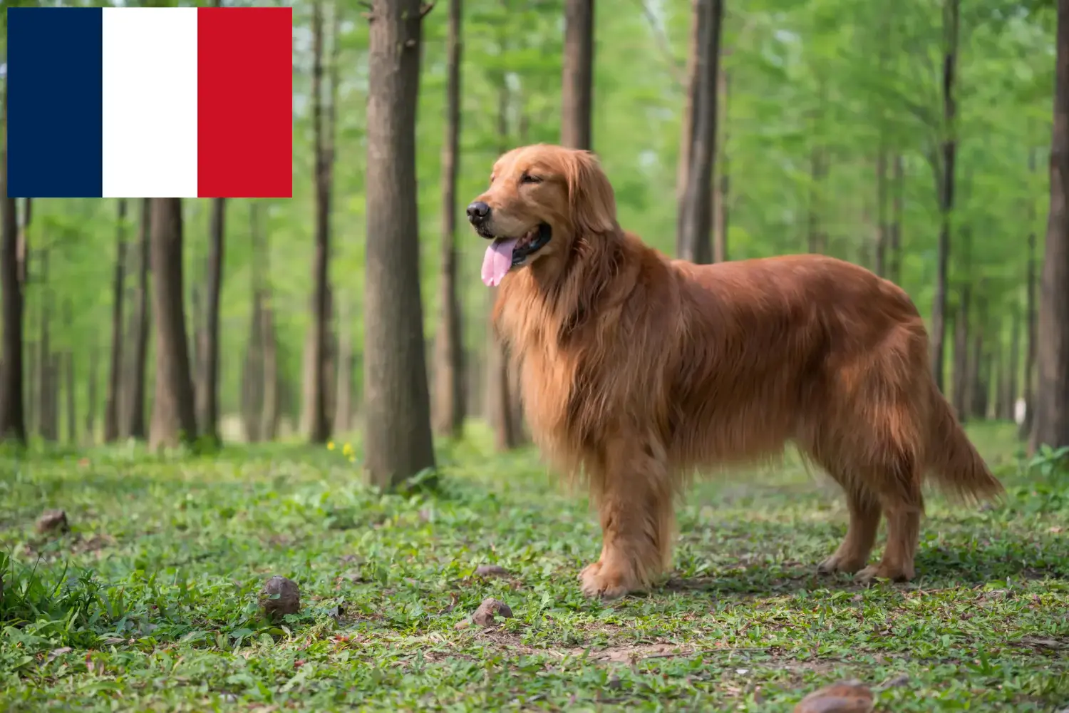 Golden Retriever kiskutyák és tenyésztők Franciaország Itt megtalálja a Golden Retriever tenyésztőket Franciaországban.