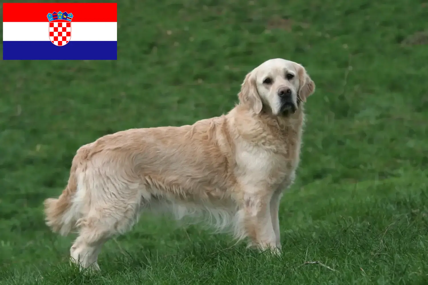 Golden Retriever kiskutyák és tenyésztők Horvátország Itt megtalálja a horvátországi Golden Retriever tenyésztőket.