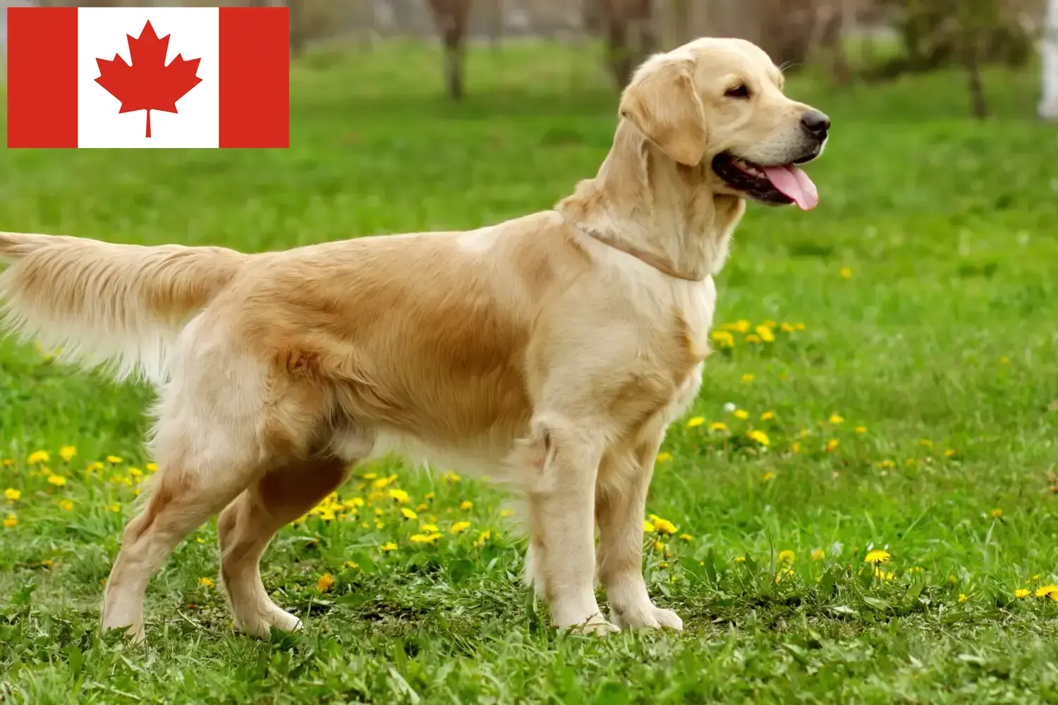 Golden Retriever kölykök és tenyésztők Kanada Itt megtalálja a Golden Retriever tenyésztőket Kanadában.