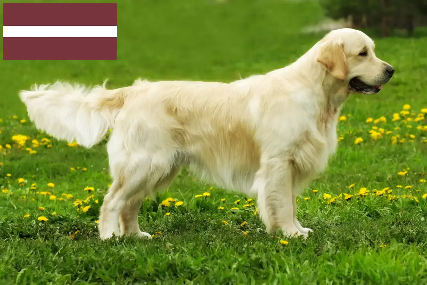 Golden Retriever kiskutyák és tenyésztők Lettország Itt megtalálja a Golden Retriever tenyésztőket Lettországban.