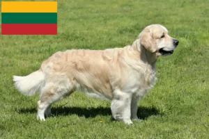Read more about the article Golden retriever tenyésztők és kölykök Litvániában