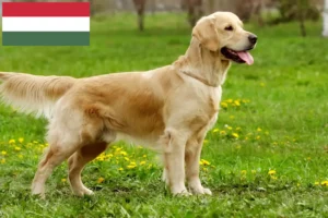 Read more about the article Golden Retriever tenyésztők és kölykök Magyarországon