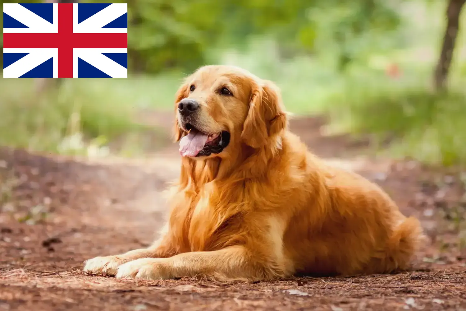Golden Retriever kiskutyák és tenyésztők Nagy-Britannia Itt találhat Golden Retriever tenyésztőket Nagy-Britanniában.