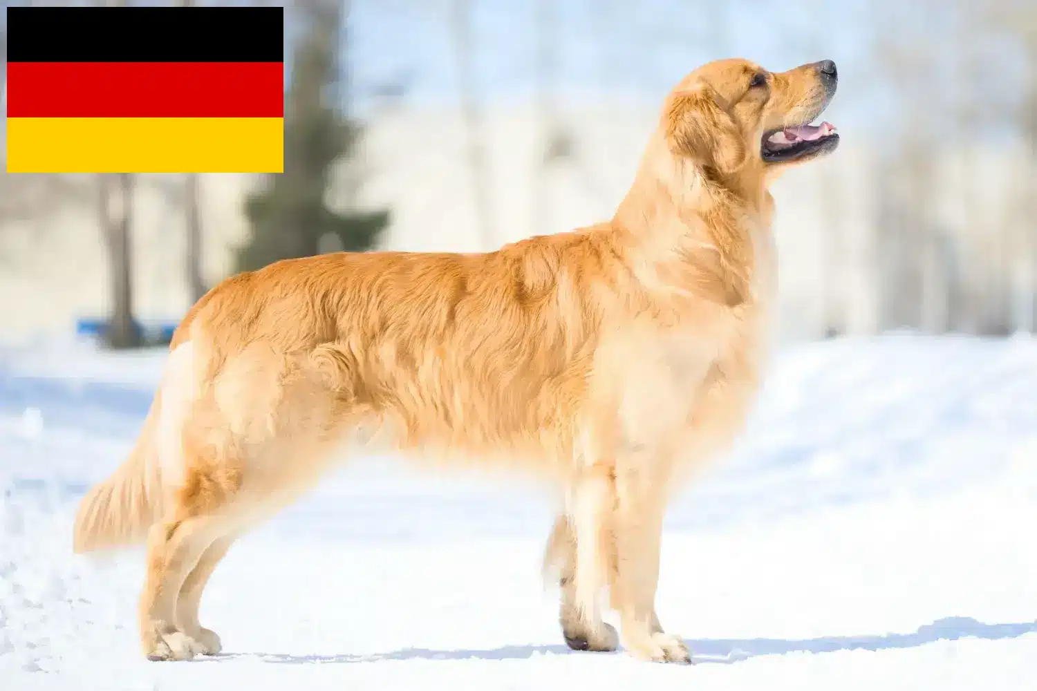 Golden Retriever kiskutyák és tenyésztők Németország Itt megtalálja a Golden Retriever tenyésztőket Németországban.