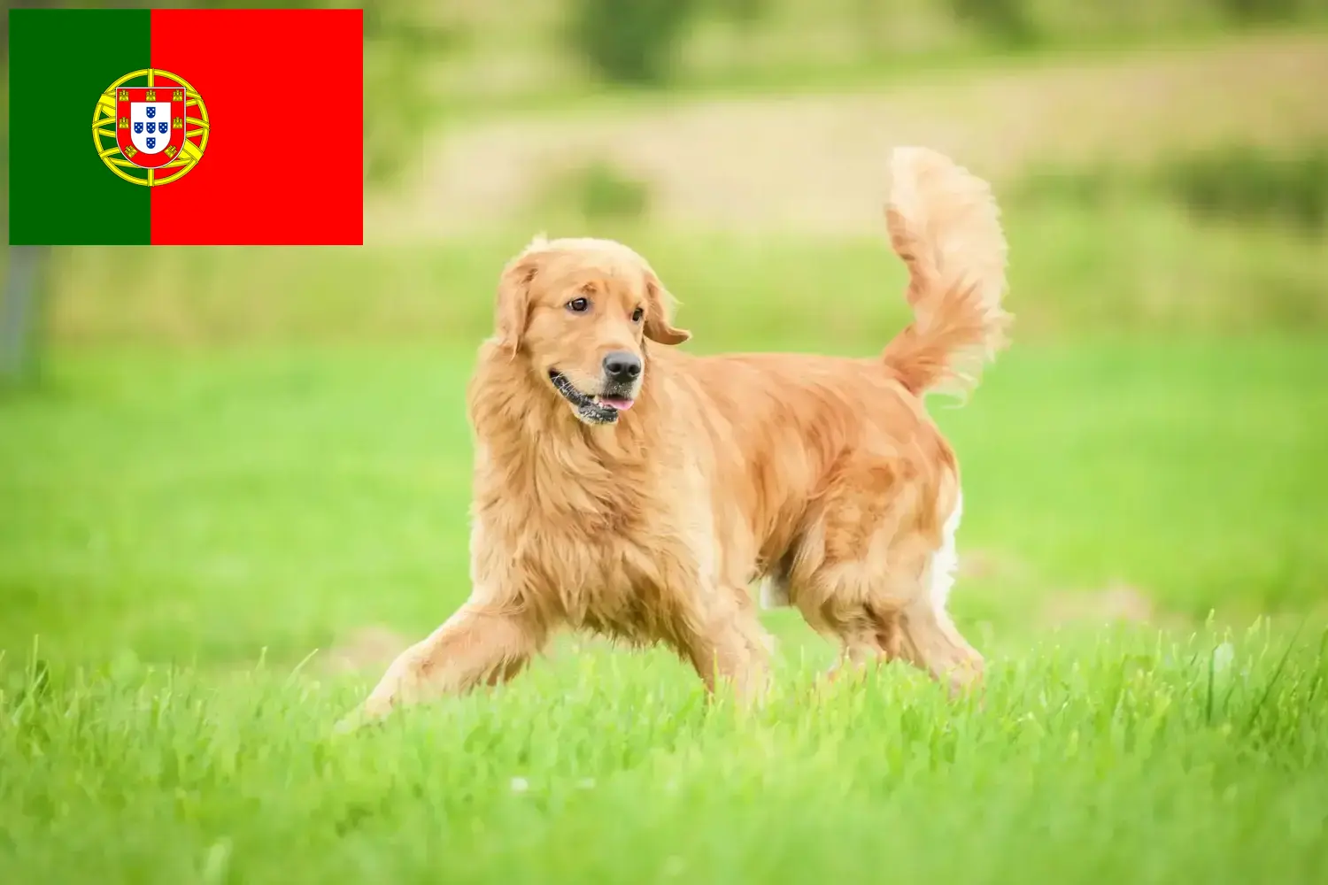 Golden Retriever kölykök és tenyésztők Portugália Itt megtalálja a Golden Retriever tenyésztőket Portugáliában.