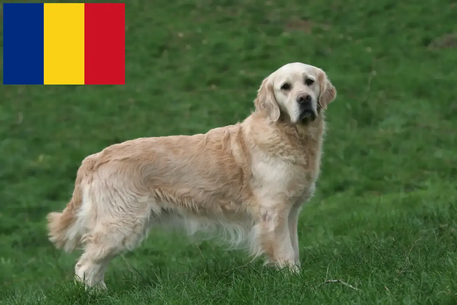 Golden Retriever kölykök és tenyésztők Románia Itt megtalálja a Golden Retriever tenyésztőket Romániában.