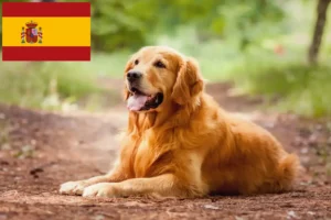 Read more about the article Golden Retriever tenyésztők és kölykök Spanyolországban