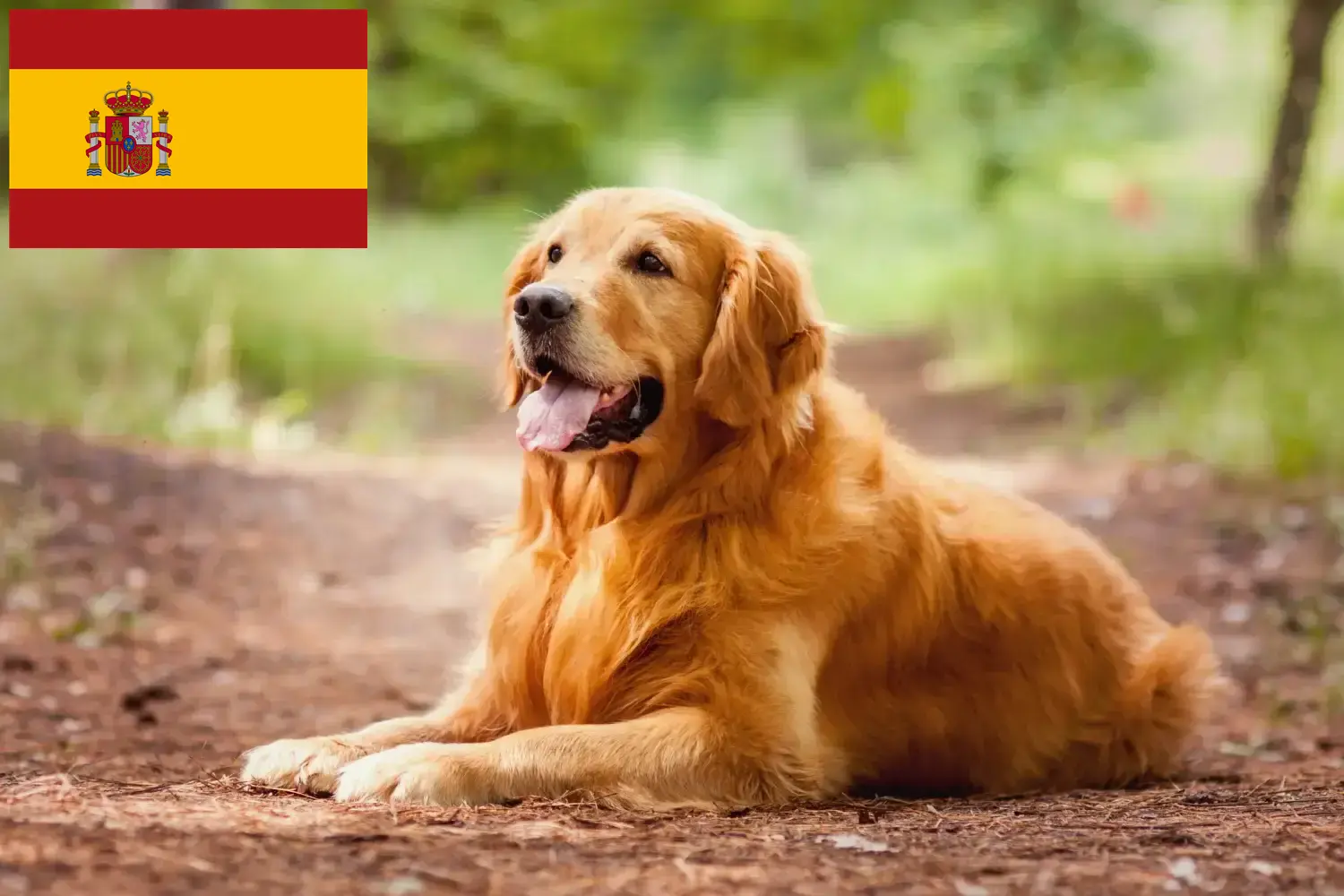 Golden Retriever kiskutyák és tenyésztők Spanyolország Itt megtalálja a Golden Retriever tenyésztőket Spanyolországban.