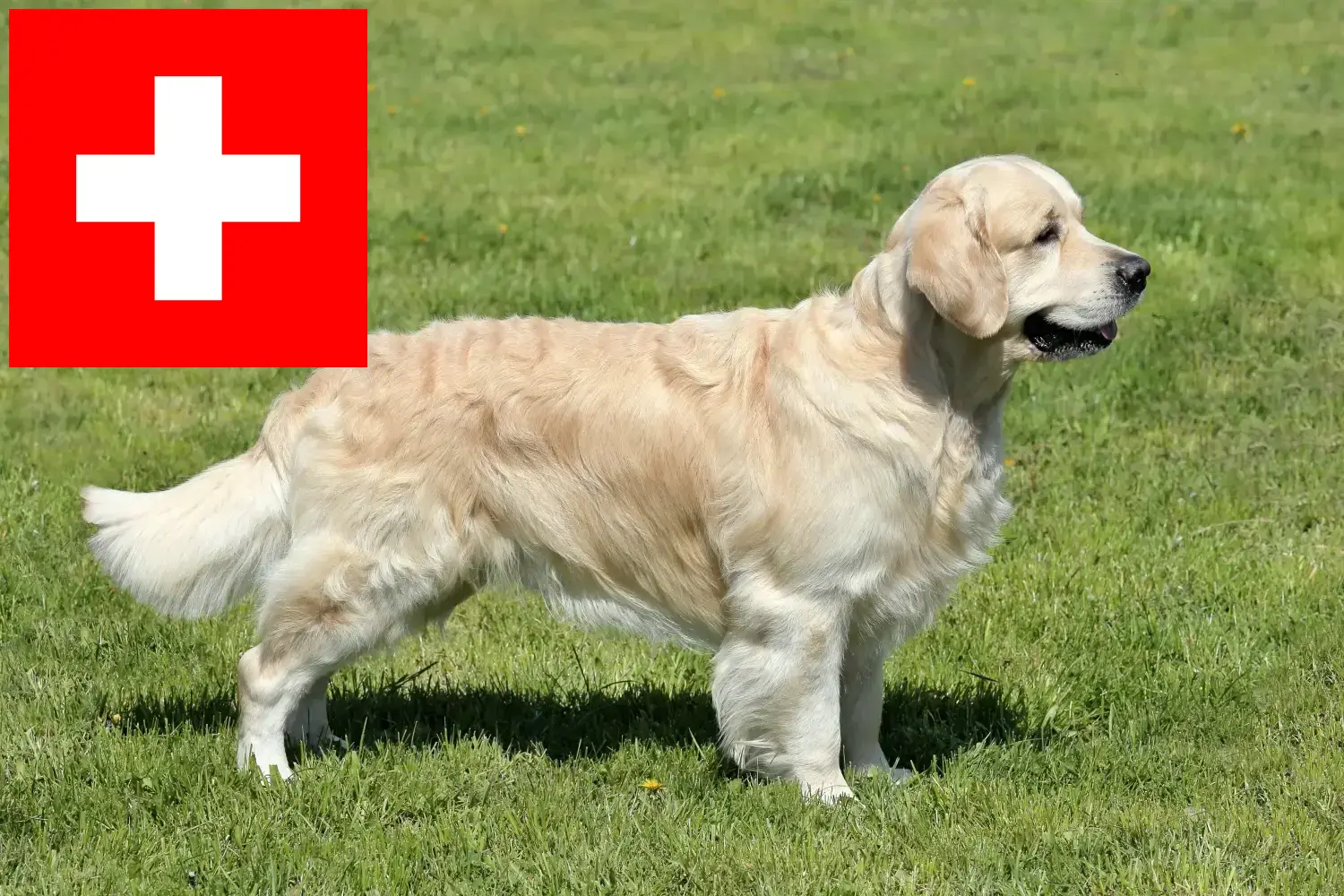Golden Retriever kölykök és tenyésztők Svájcban Itt megtalálja a Golden Retriever tenyésztőket Svájcban.