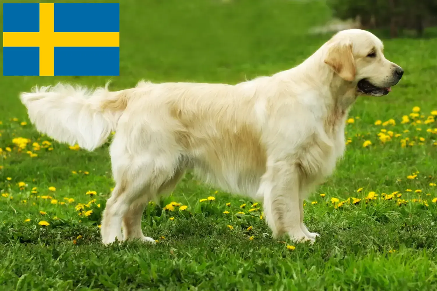 Golden Retriever kölykök és tenyésztők Svédországban Itt megtalálja a Golden Retriever tenyésztőket Svédországban.