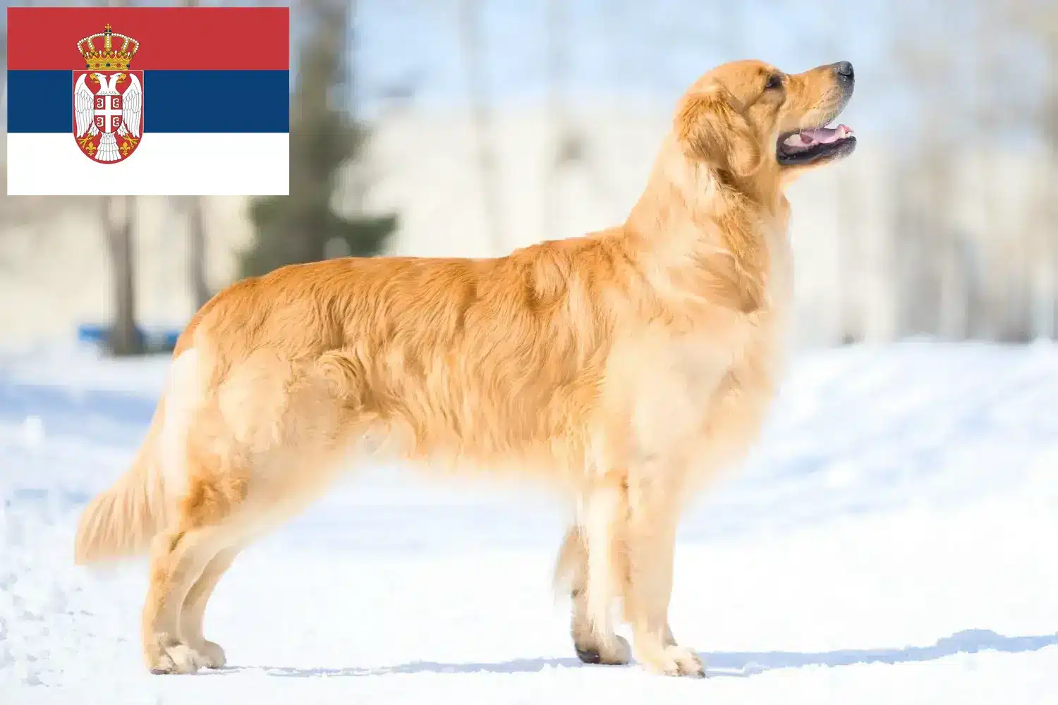 Golden Retriever kiskutyák és tenyésztők Szerbia Itt megtalálja a Golden Retriever tenyésztőket Szerbiában.