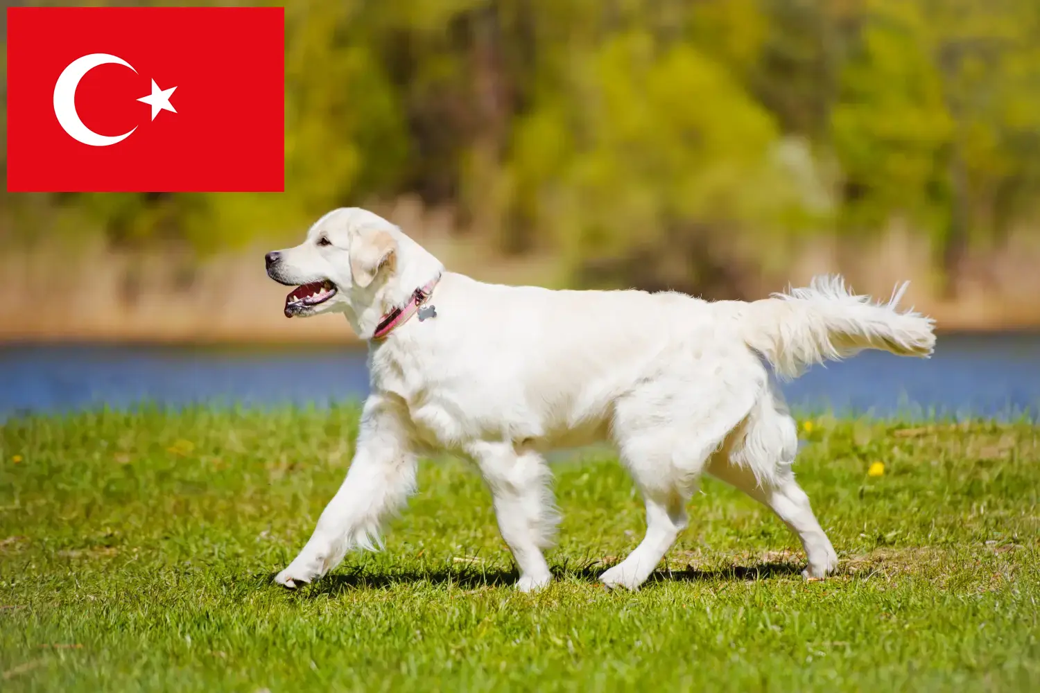 Golden Retriever kölykök és tenyésztők Törökország Itt megtalálja a törökországi Golden Retriever tenyésztőket.