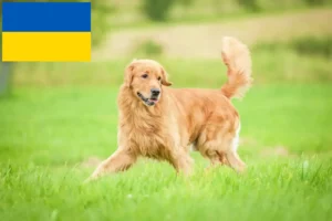 Read more about the article Golden Retriever tenyésztők és kölykök Ukrajnában