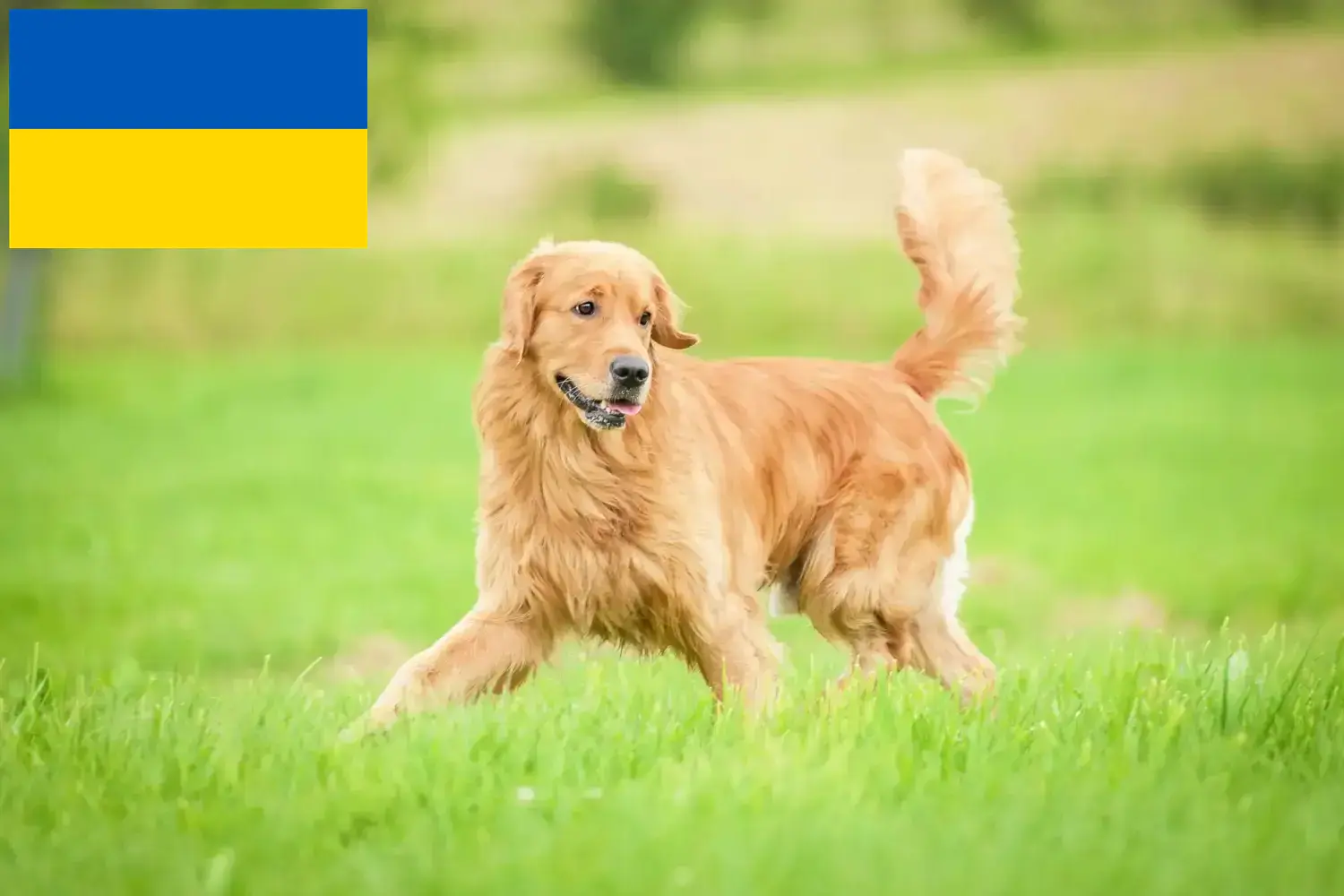 Golden Retriever kölykök és tenyésztők Ukrajna Itt megtalálja a Golden Retriever tenyésztőket Ukrajnában.