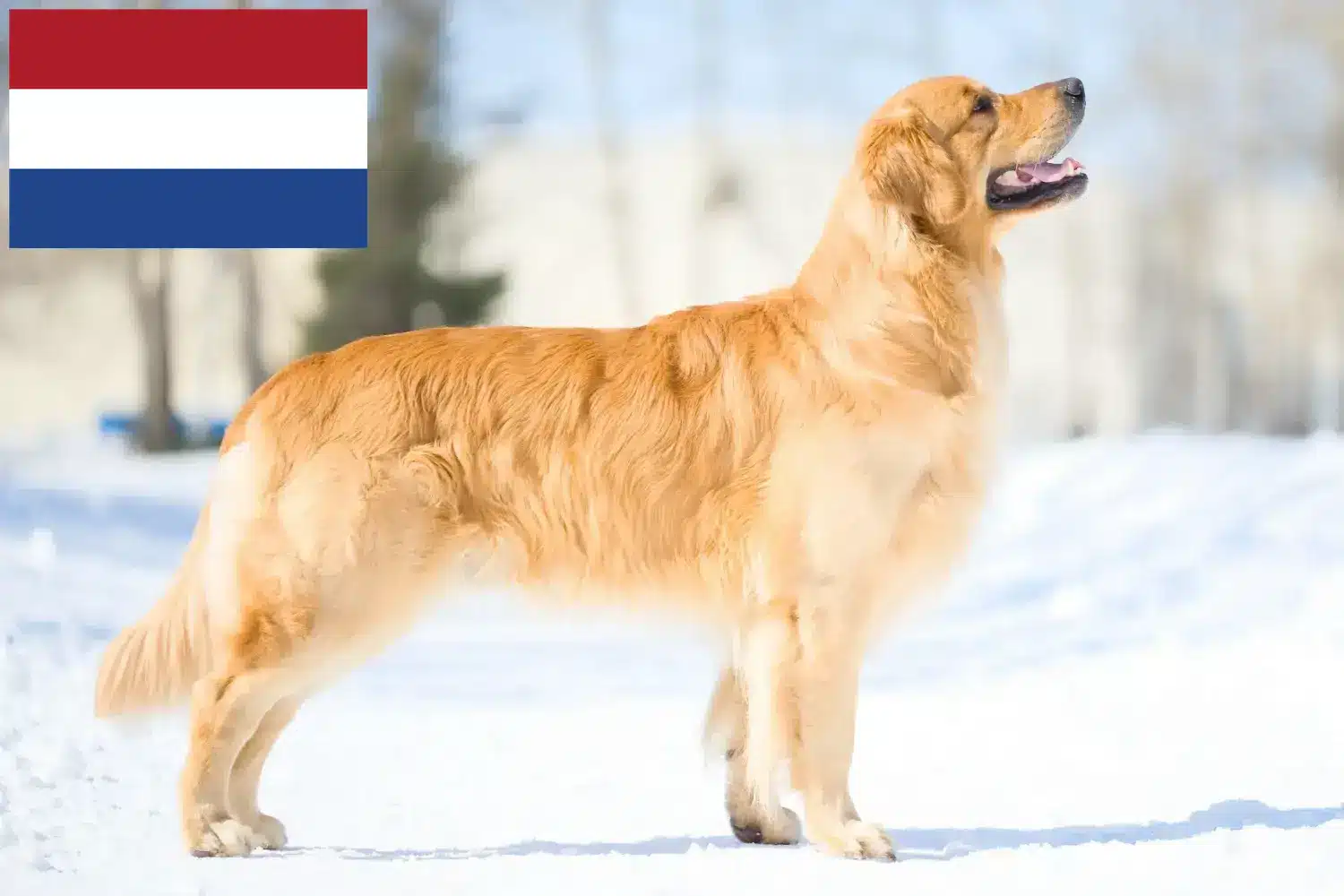 Golden Retriever kölykök és tenyésztők Hollandia Itt megtalálja a Golden Retriever tenyésztőket Hollandiában.