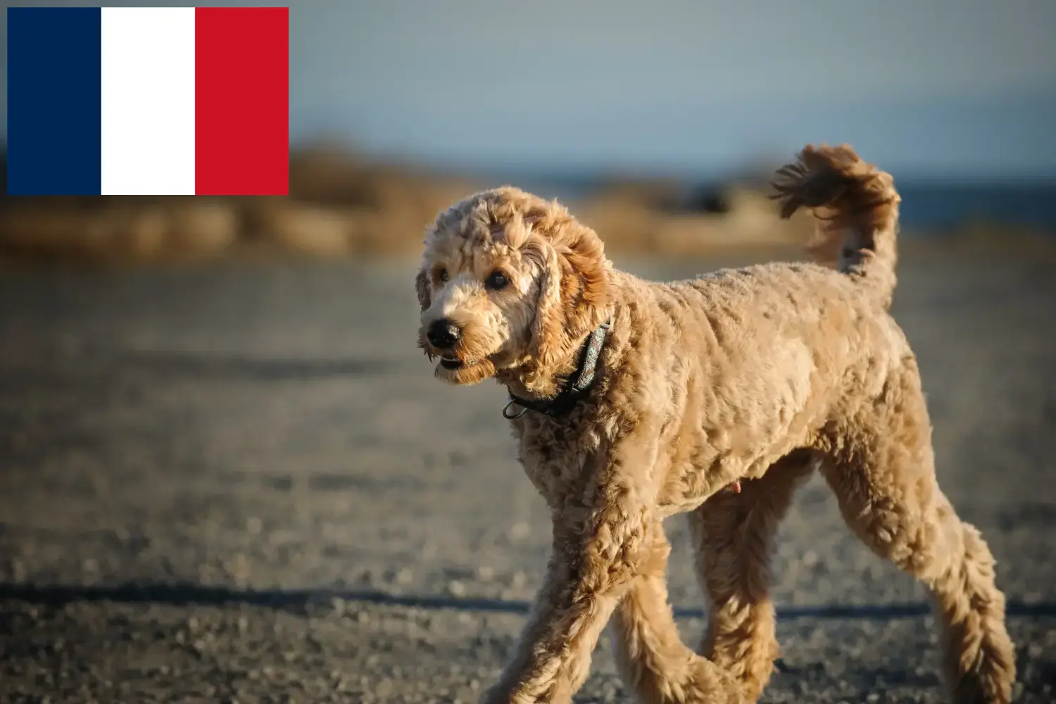 Goldendoodle kölykök és tenyésztők Franciaország Itt megtalálja a Goldendoodles tenyésztőket Franciaországban.
