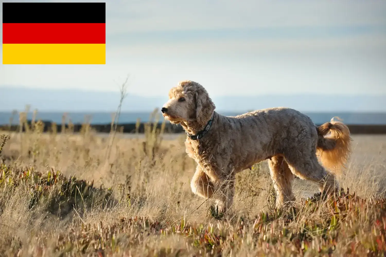 Goldendoodle kiskutyák és tenyésztők Németország Itt megtalálja a Goldendoodles tenyésztőket Németországban.
