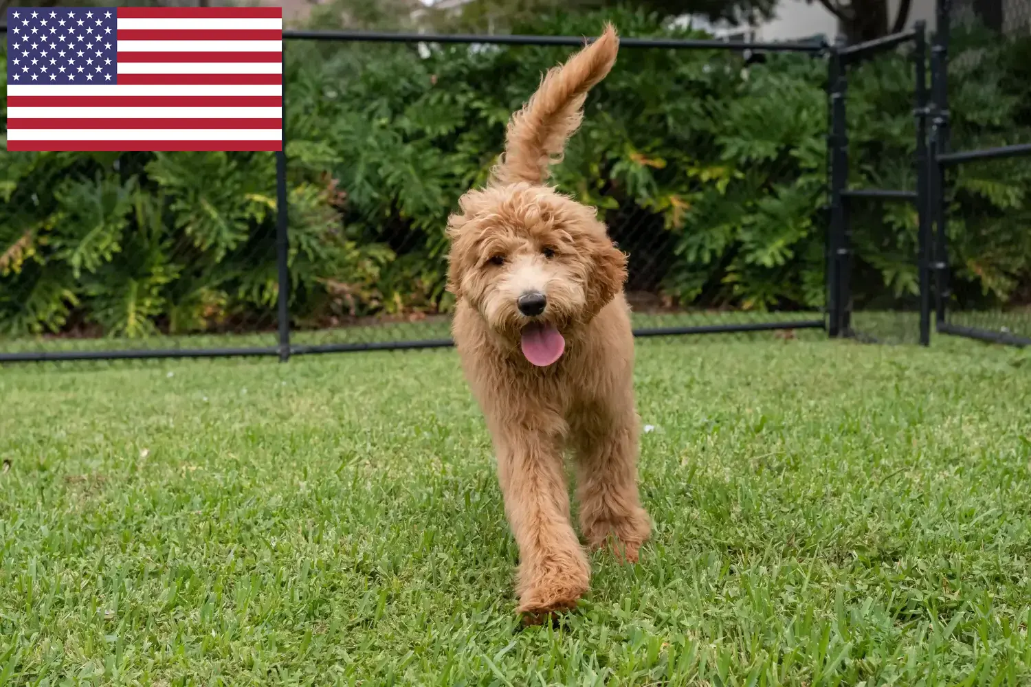 Goldendoodle kiskutyák és tenyésztők USA Itt találsz Goldendoodles tenyésztőket az USA-ban.