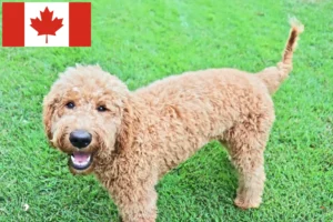 Read more about the article Goldendoodle tenyésztők és kiskutyák Kanadában