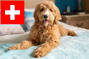 Read more about the article Goldendoodle tenyésztők és kiskutyák Svájcban