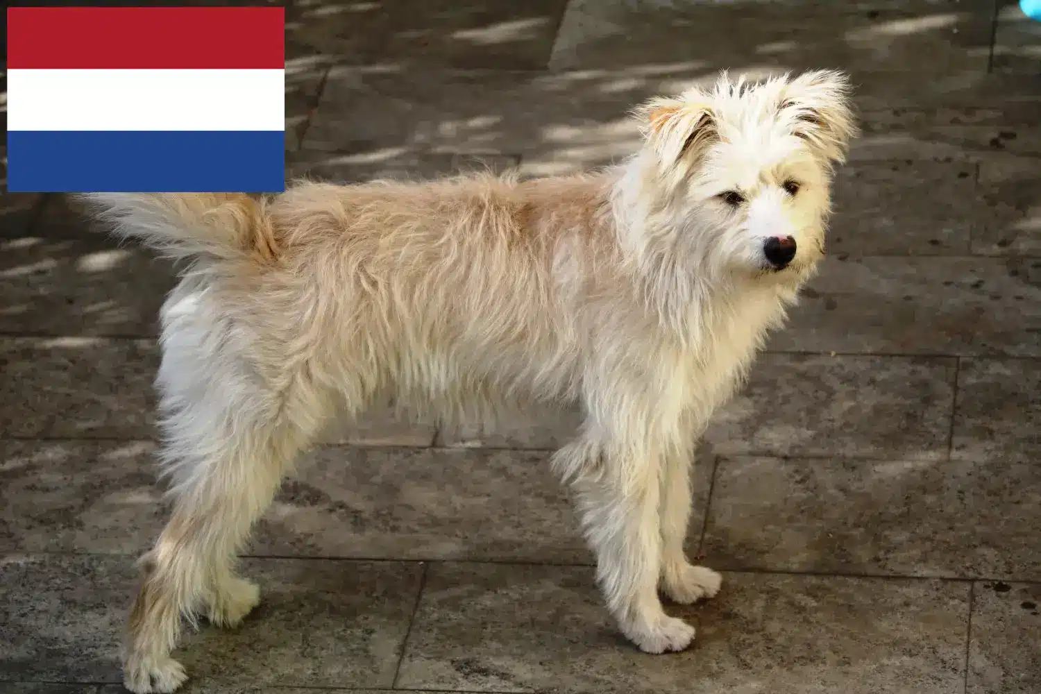 Hollandse Smoushond kiskutyák és tenyésztők Hollandia Itt talál Hollandse Smoushonden tenyésztőket Hollandiában.