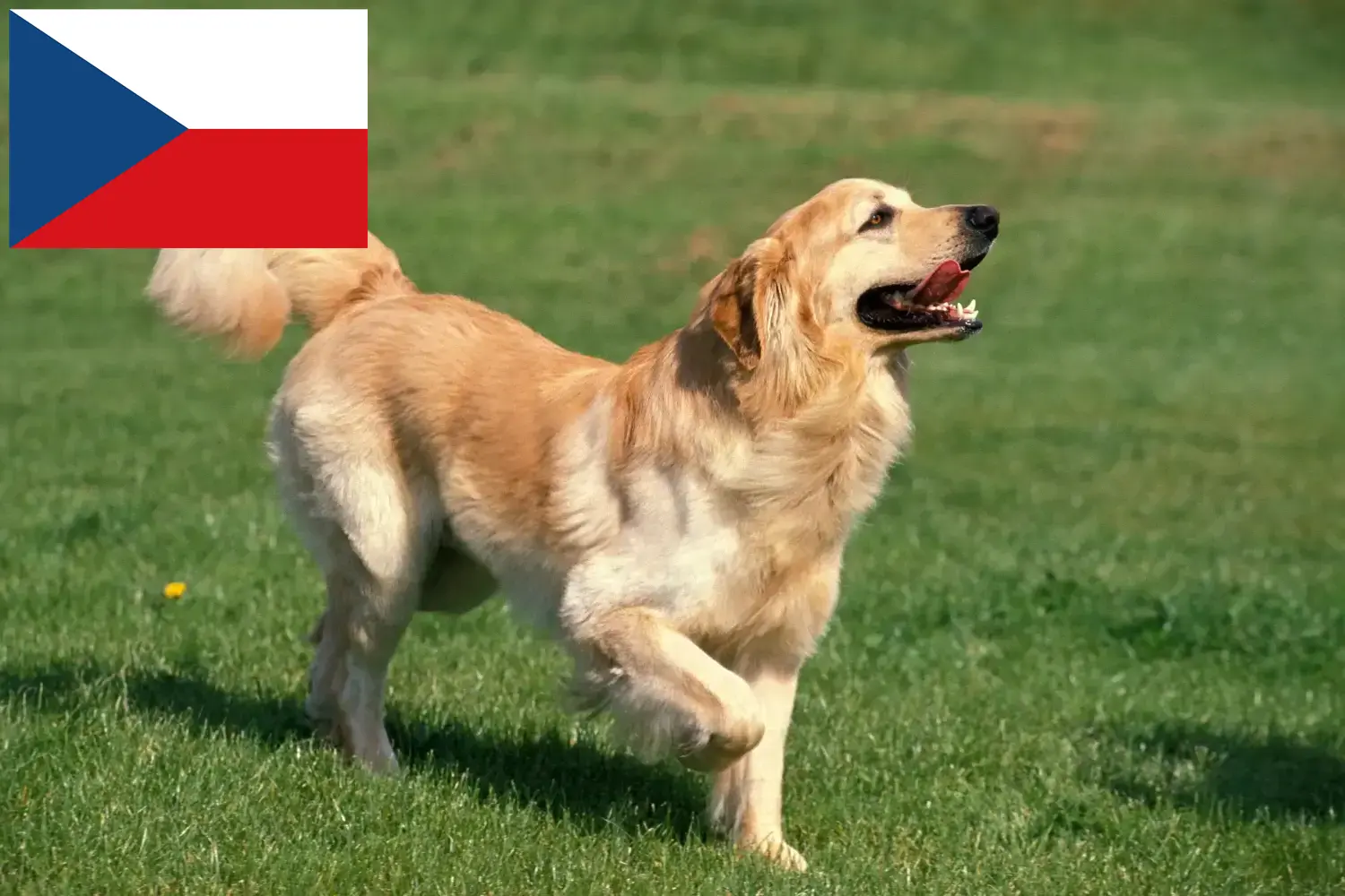 Hovawart kiskutyák és tenyésztők Csehország Itt találhat Hovawarts tenyésztőket Csehországban.