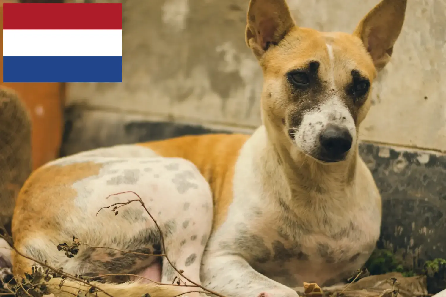 Indiai páriakutya kölykök és tenyésztők Hollandia Itt megtalálja a Hollandiában található indiai pária kutyatenyésztőket.