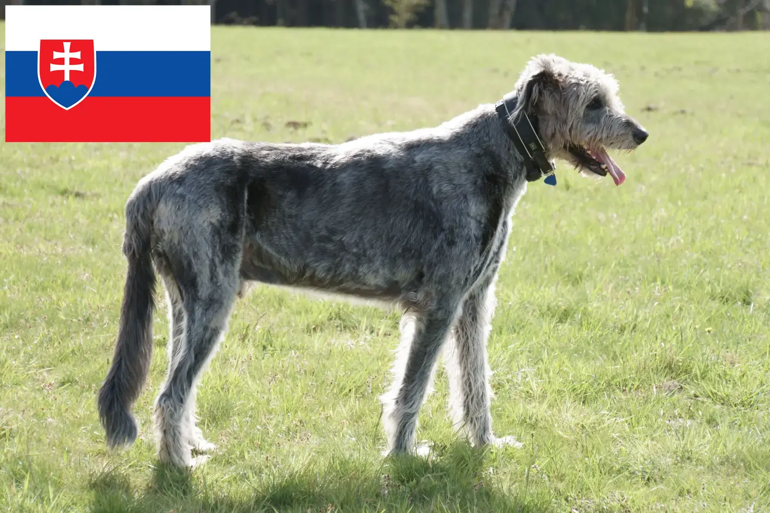 Ír farkaskutya kölykök és tenyésztők Szlovákia Itt találhat ír farkaskutya tenyésztőket Szlovákiában.