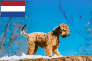 Read more about the article Irish Soft Coated Wheaten Terrier tenyésztők és kölykök Hollandiában