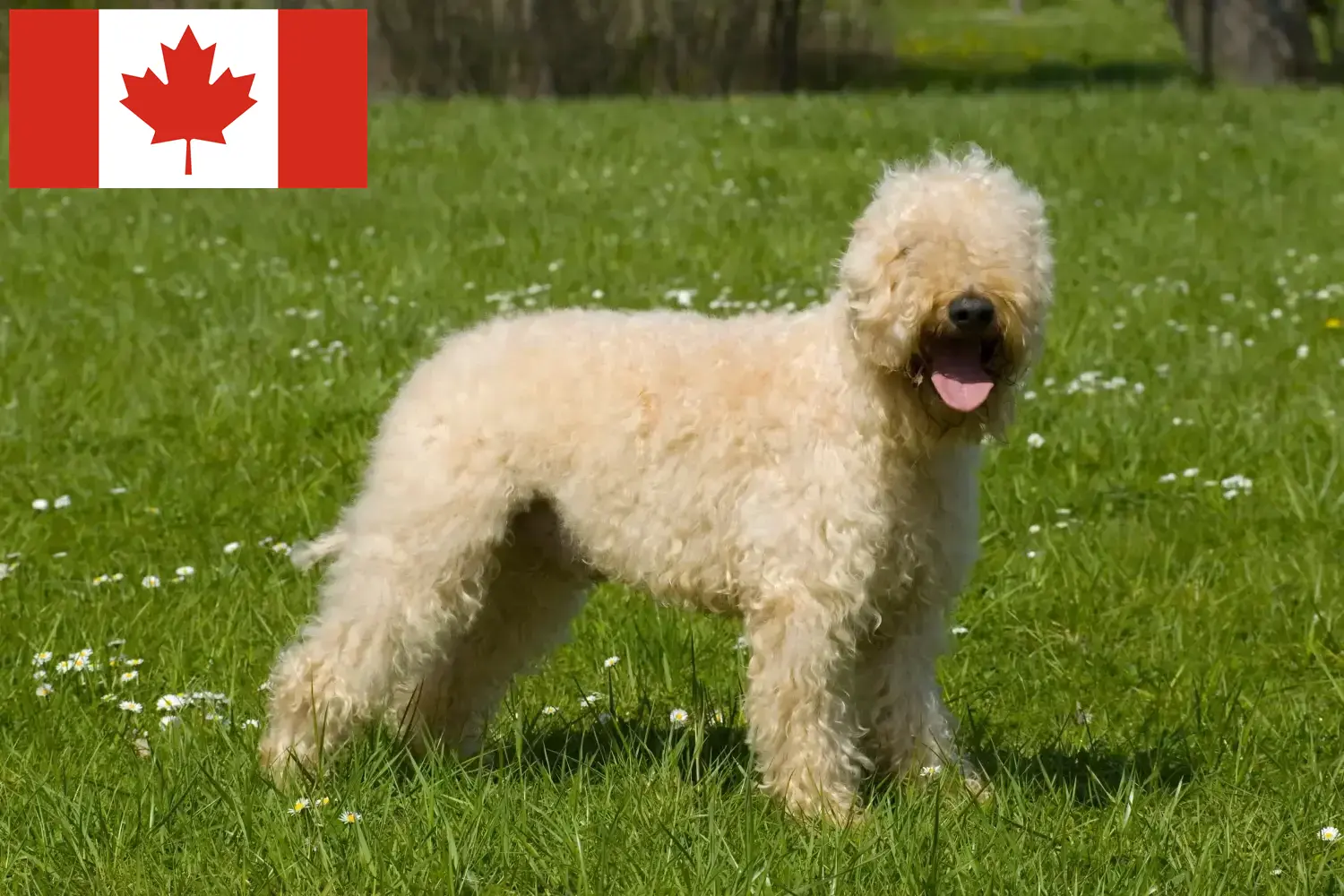 Ír Soft Coated Wheaten Terrier kölykök és tenyésztők Kanada Keress Irish Soft Coated Wheaten Terrier tenyésztőket Kanadában.