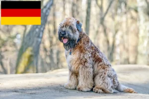 Read more about the article Ír Soft Coated Wheaten Terrier tenyésztők és kölykök Németországban
