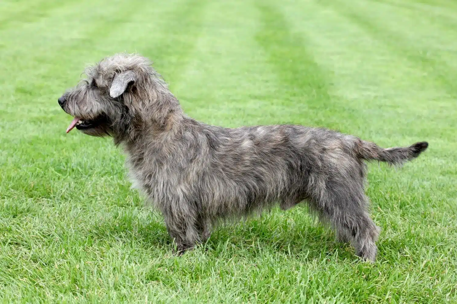 Irish Glen of Imaal Terrier kiskutyák és tenyésztők Keresse meg az Ön közelében lévő Irish Glen of Imaal Terrier tenyésztőket.