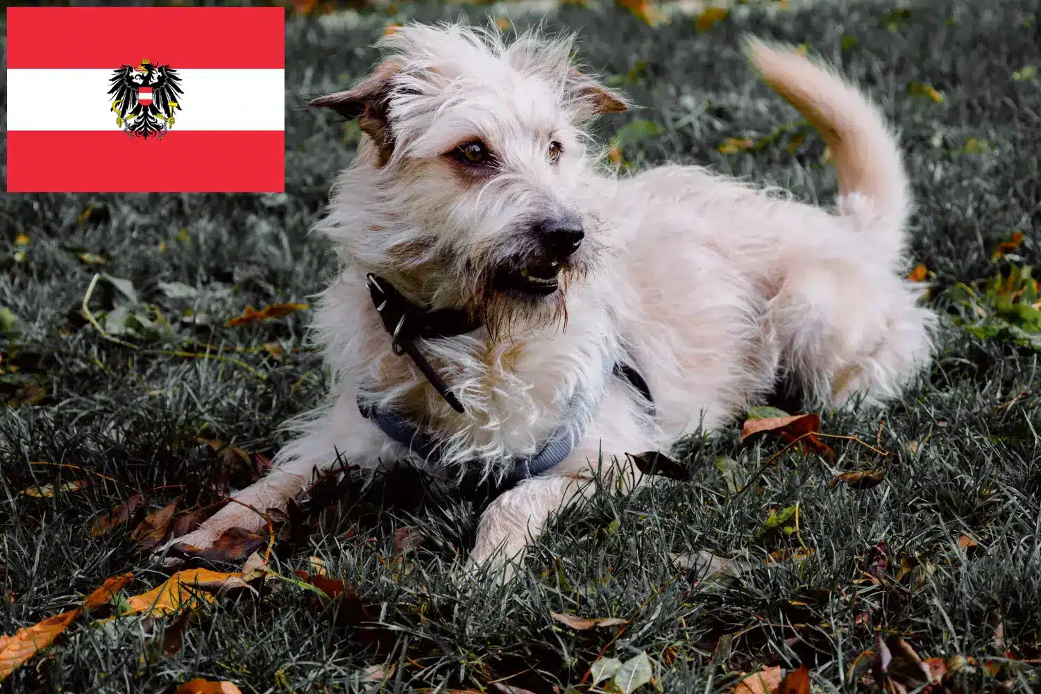 Irish Glen of Imaal Terrier kiskutyák és tenyésztők Ausztria Itt megtalálja az ír Glen of Imaal Terrier tenyésztőket Ausztriában.