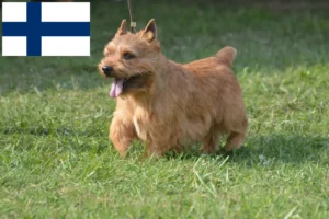 Read more about the article Irish Glen of Imaal Terrier tenyésztők és kiskutyák Finnországban