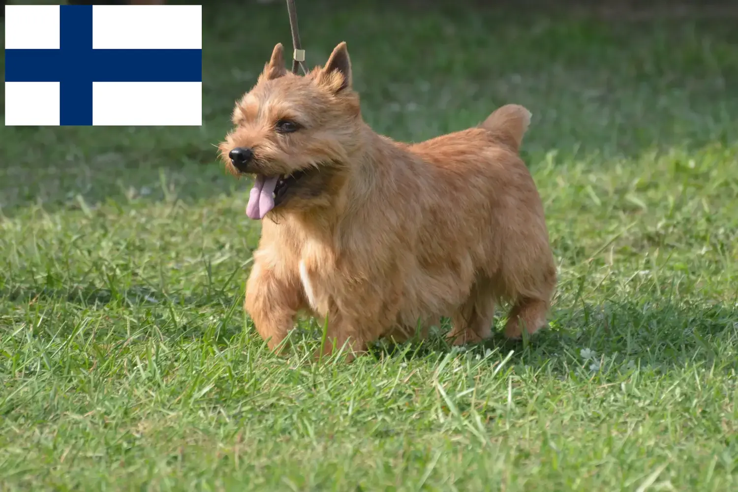 Irish Glen of Imaal Terrier kiskutyák és tenyésztők Finnország Keresse meg az Irish Glen of Imaal terrier tenyésztőket Finnországban itt.